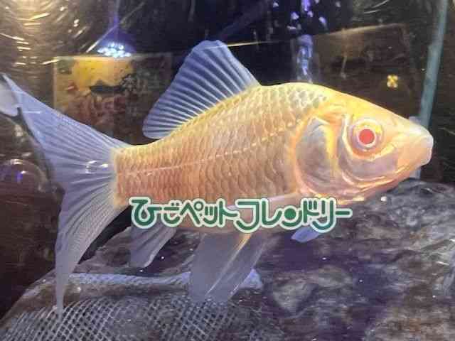 card-img