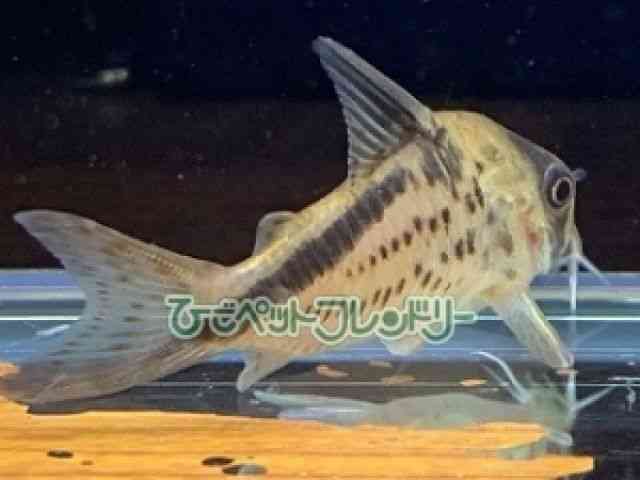 card-img
