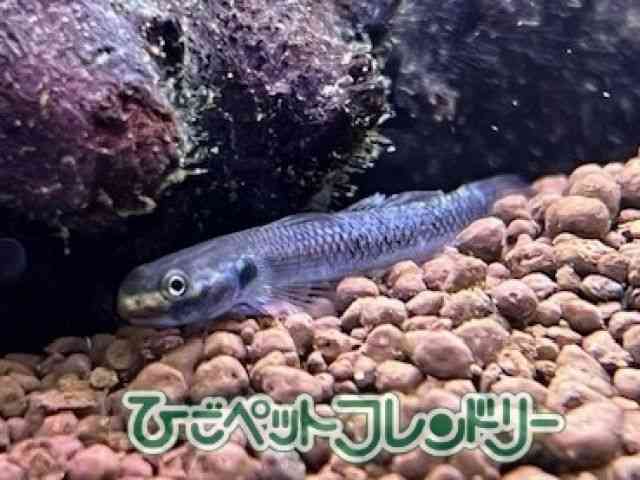 card-img