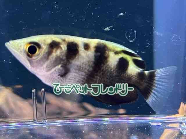 card-img