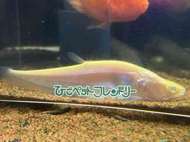 card-img