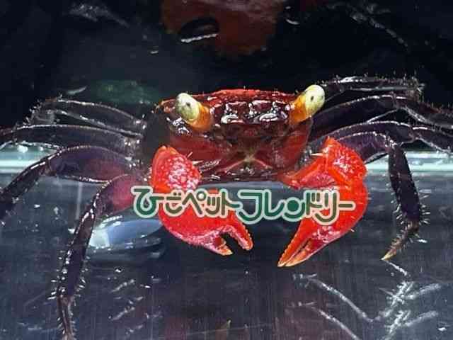card-img