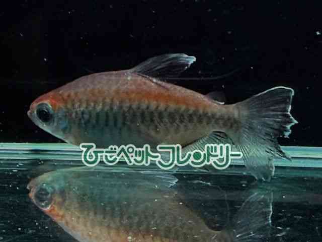 card-img