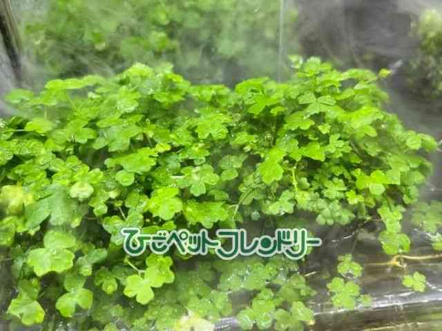 card-img