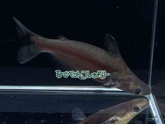 card-img
