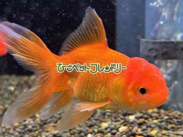 card-img