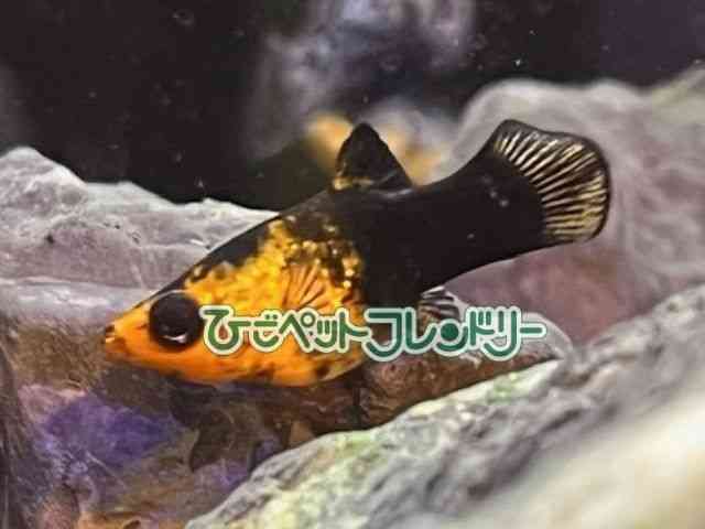 card-img
