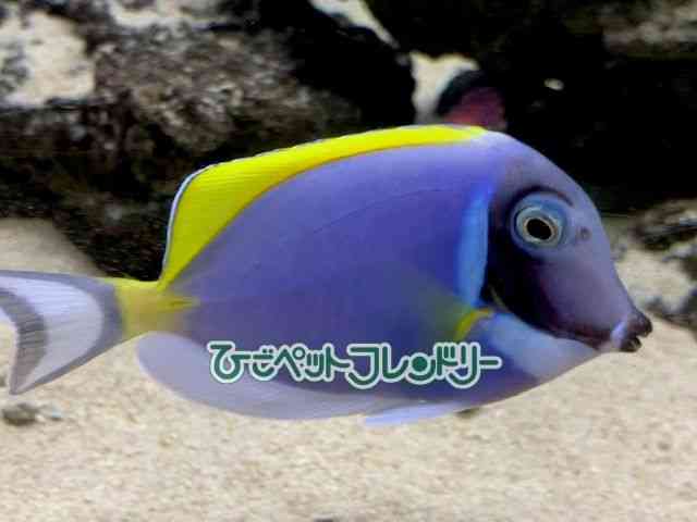 card-img