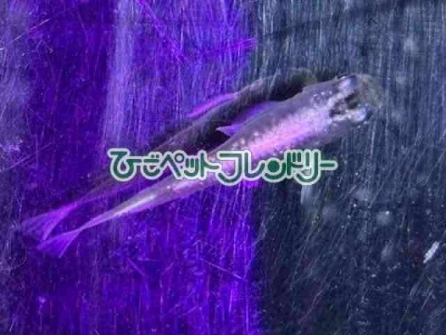card-img