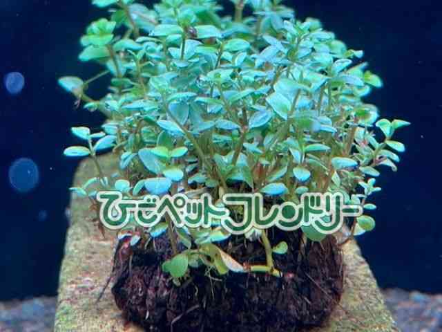 card-img