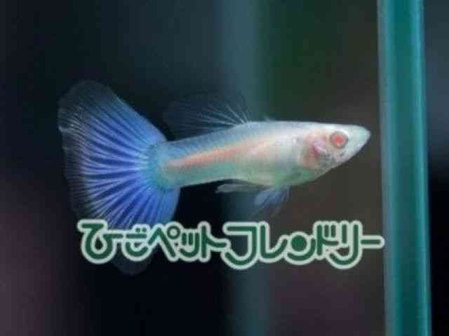 card-img