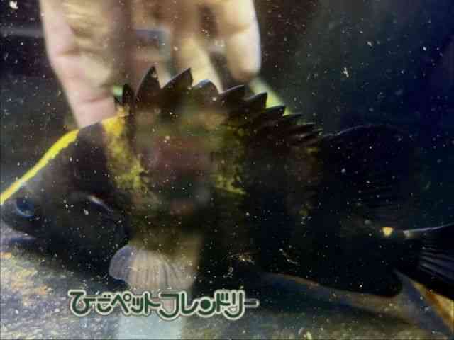 card-img