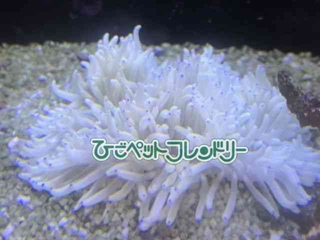 card-img
