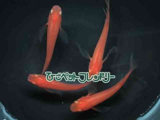 card-img