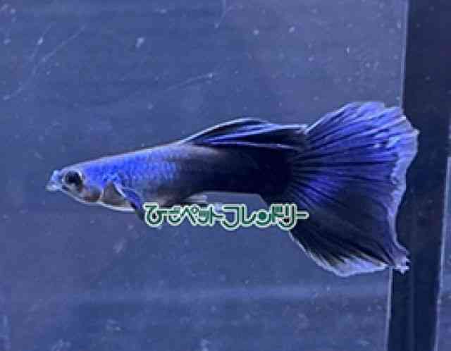 card-img