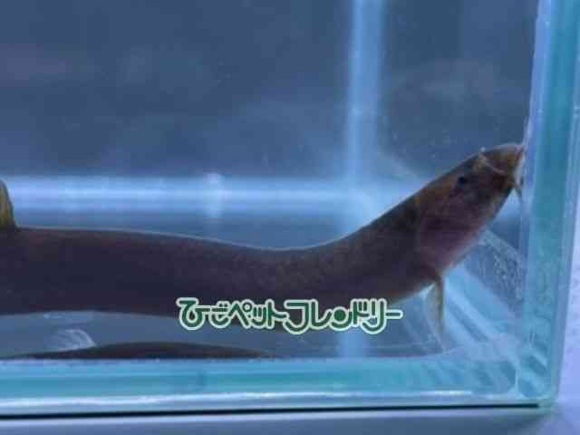 card-img