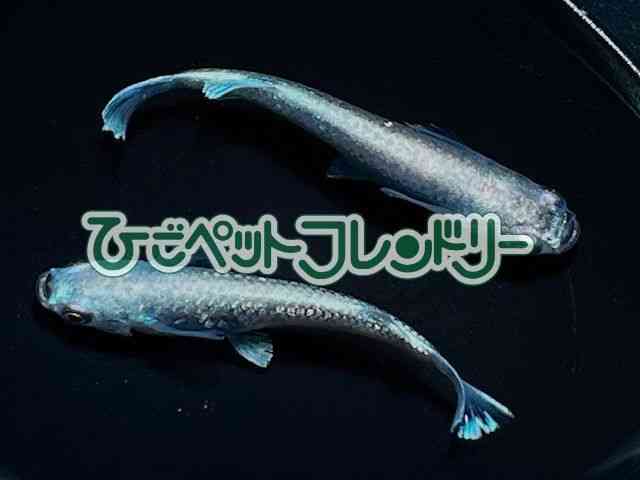 card-img