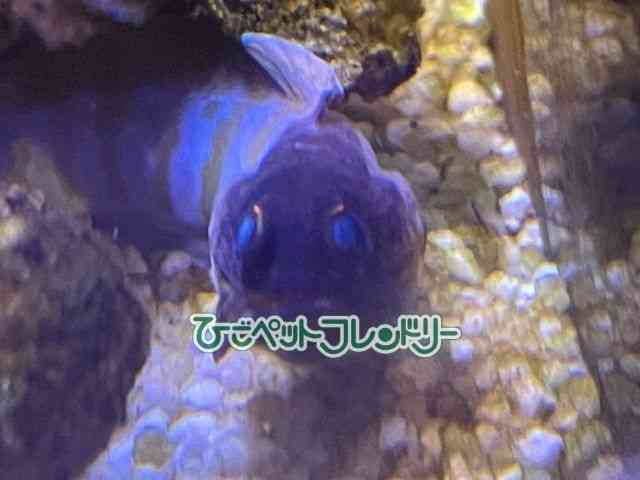 card-img
