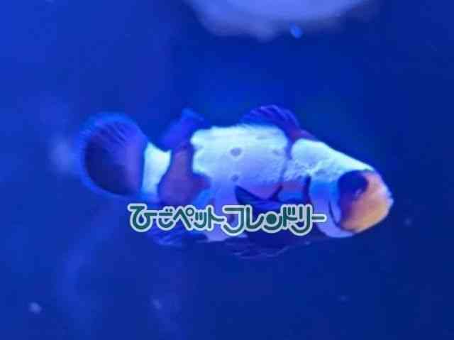 card-img
