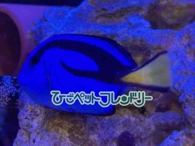 card-img