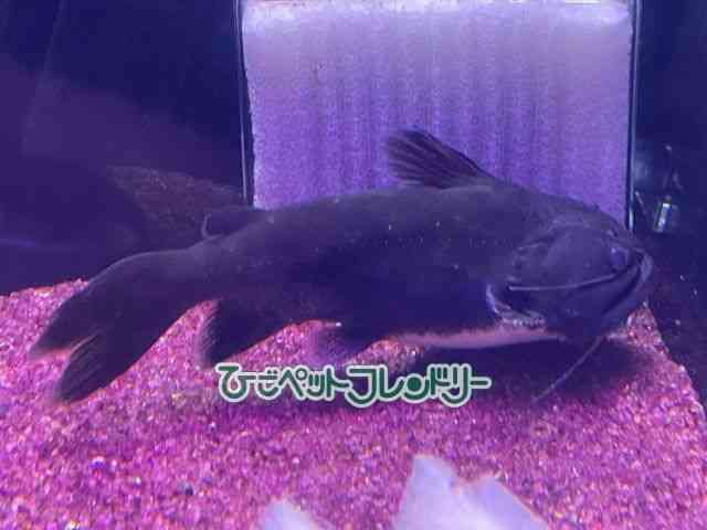 card-img