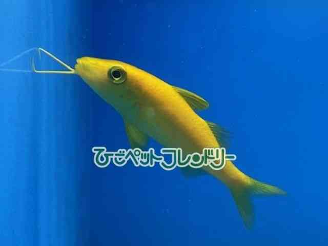 card-img
