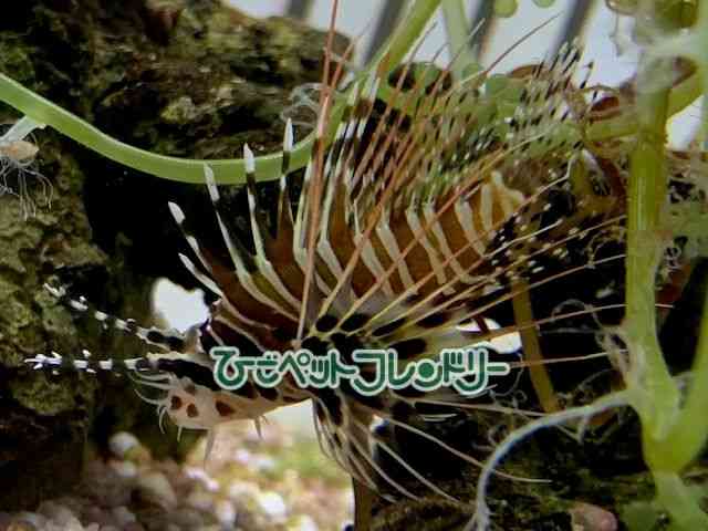 card-img