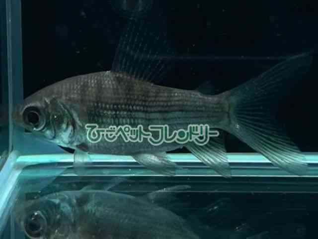 card-img