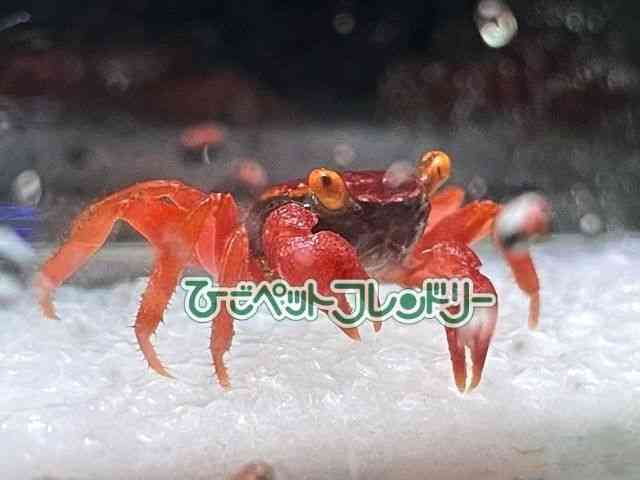 card-img
