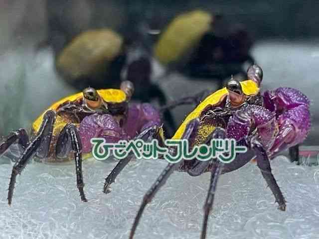 card-img