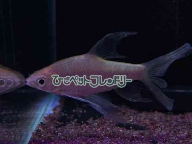 card-img