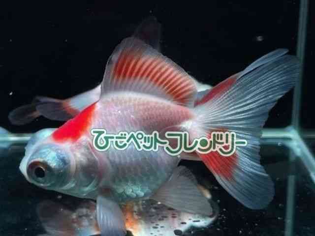 card-img