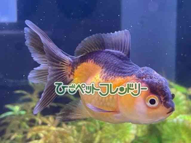 card-img