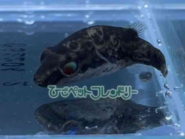 card-img
