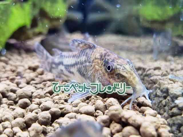 card-img