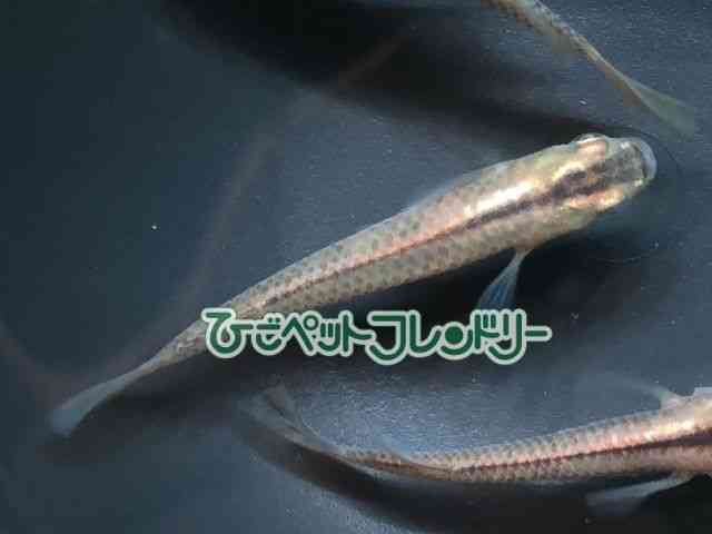 card-img
