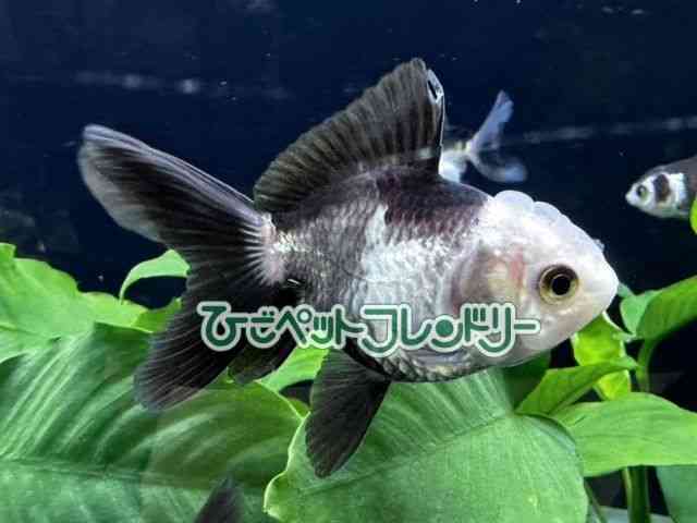card-img