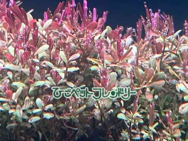 card-img