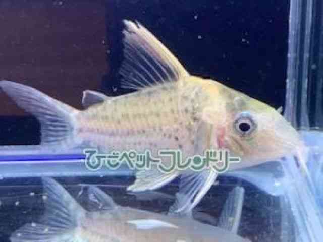 card-img