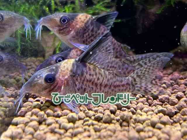 card-img