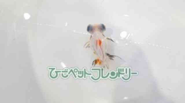 card-img