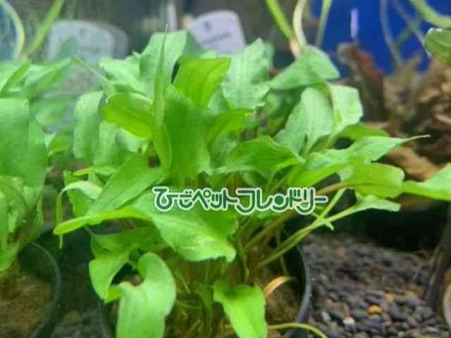 card-img