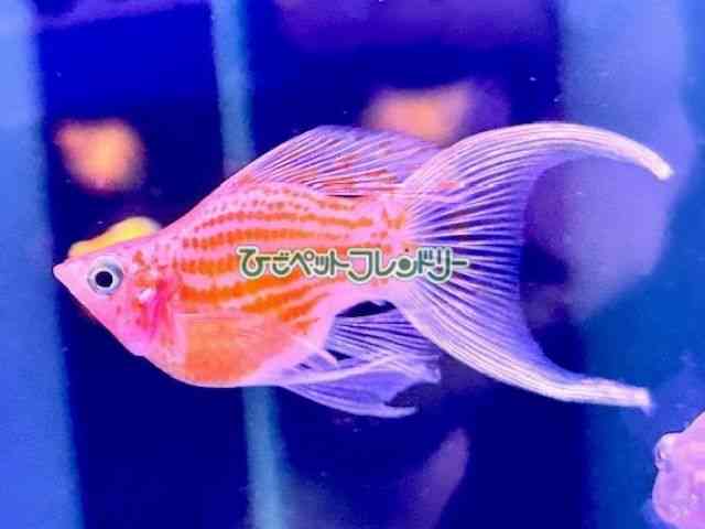 card-img