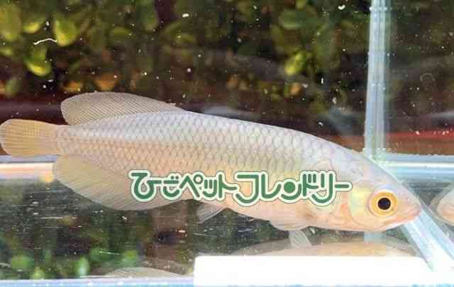 card-img
