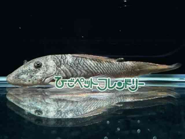 card-img