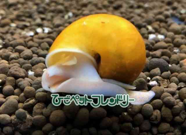 card-img