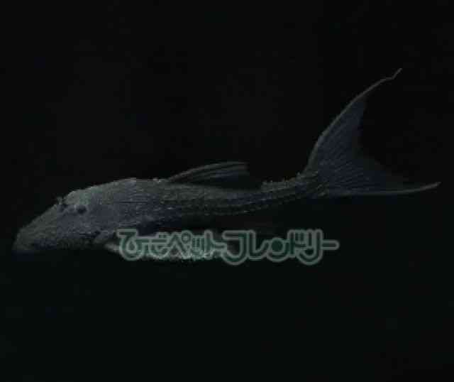 card-img