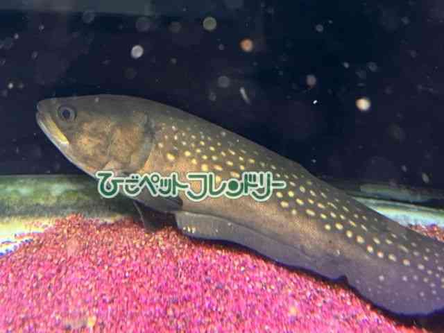 card-img