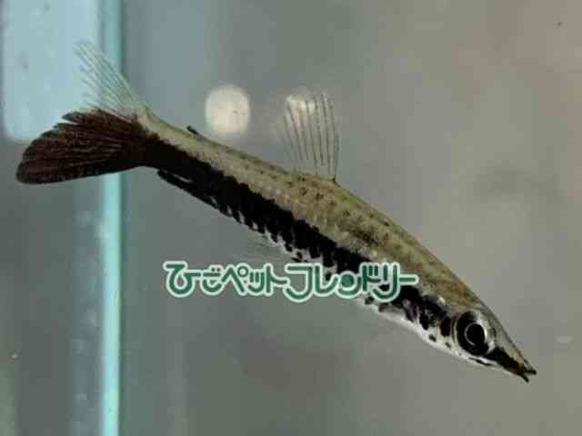 card-img
