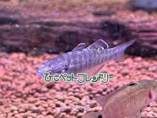 card-img